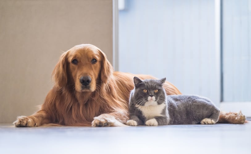 Golden retriever and cat resting together